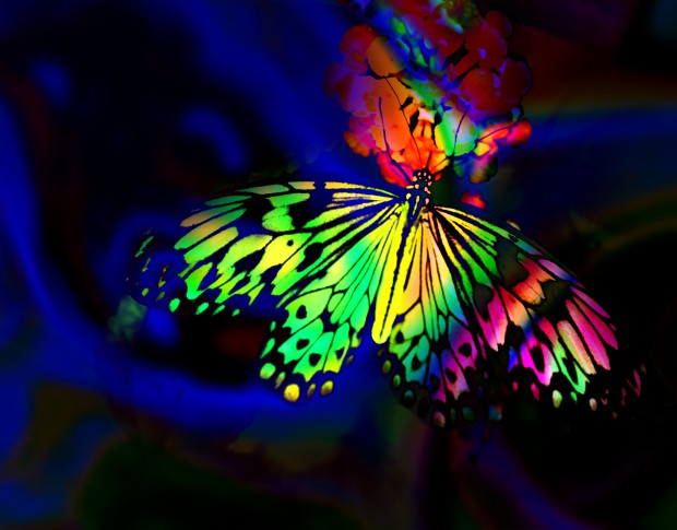 Rainbow Butterfly Wallpaper 2350 x 3000 px